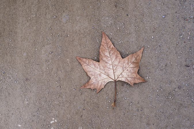 A lonely dry leaf on the ground