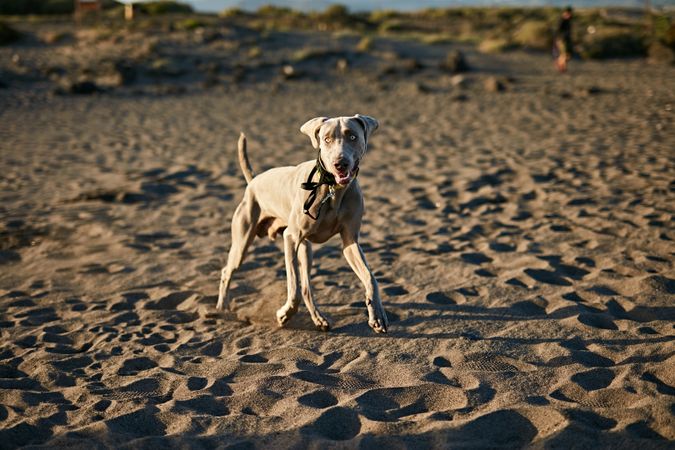 Funny dog on beach