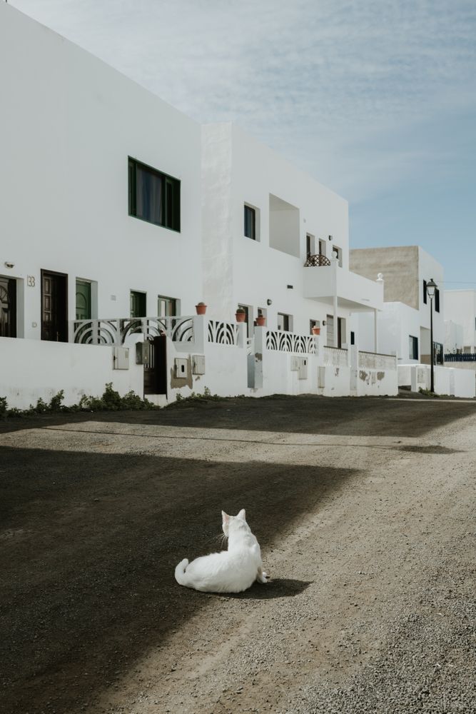 cat lying on ground