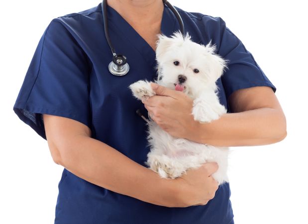Female Veterinarian with Stethoscope Holding Young Maltese Puppy