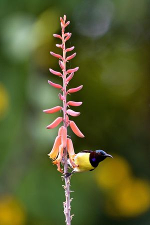 Hummingbird perching on flower