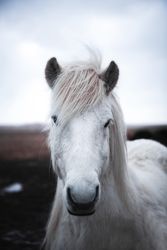 Horses in the mountains in Iceland