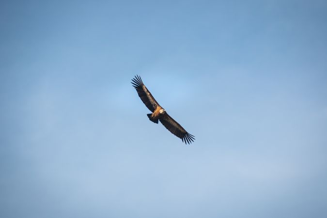 Hawk flying in sky