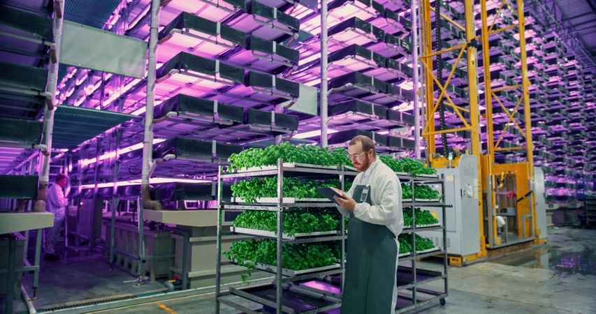 Portrait of a Young Biology Scientist Closely Inspecting and Analyzing Young Growing Crops. Farming Engineer Using Tablet and Working in a Vertical Farm Next Natural Basil Plants Under Neon Led Light.