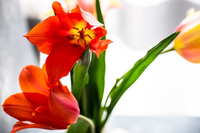 Orange tulip flowers in bright room