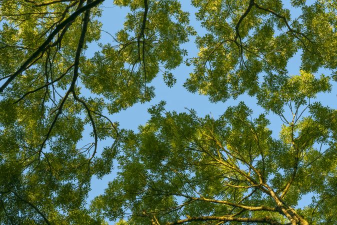 Green trees foliage against a blue sky