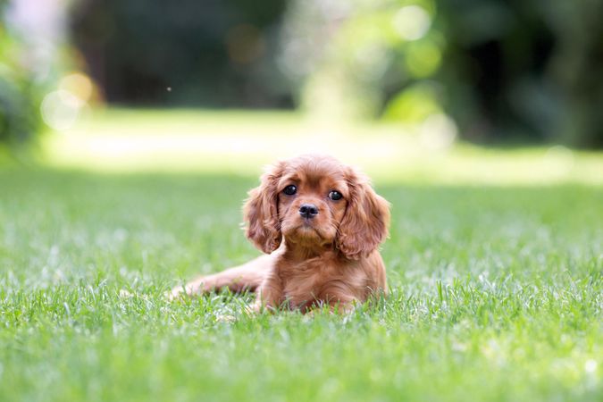 Cavalier spaniel lying on the grass