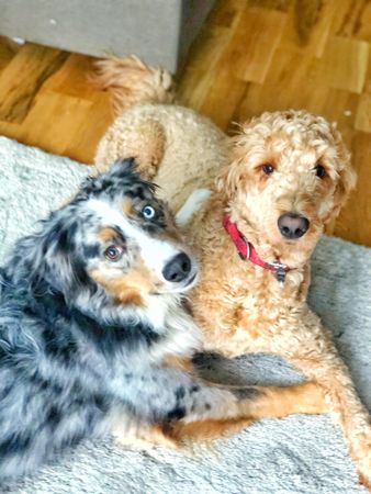 Brown poodle laying beside mixed breed dog