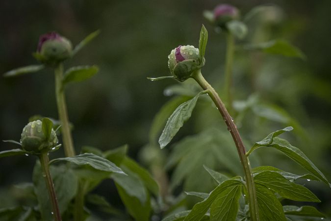 Copake, New York - May 19, 2022: Close ups of dewy flowers about to bloom