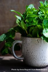Organic mint leaves growing in ceramic mug on table 56G26d