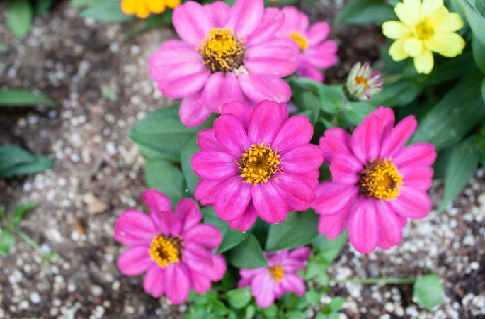 Colorful pink flower in a flower patch