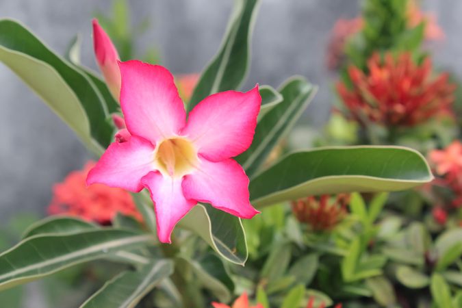 Bright pink tropical flower is near concrete wall.