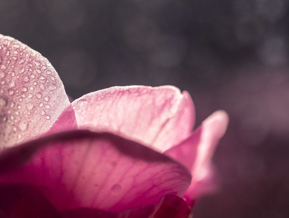 Petals with water droplets in with sun and shadow
