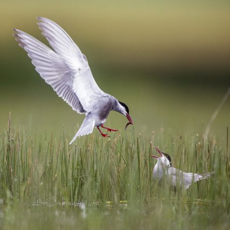 Wild bird with eating in beak on grass