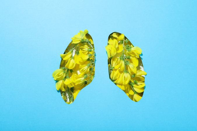 Lung shape cut out of blue paper with yellow flowers underneath, allergy concept