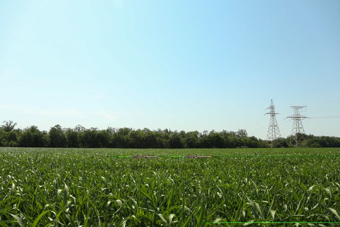 Corn field. Beautiful sunny day. Farming. Agriculture business