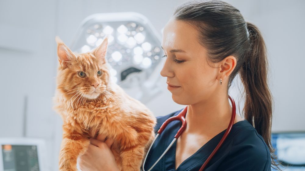 Professional Veterinarian with Stethoscope Holding a Red Maine Coon in a Contemporary Medical Veterinary Clinic Facility.