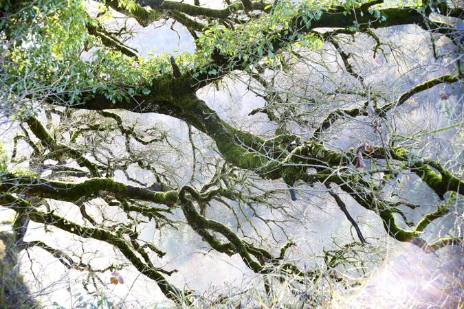 Green branches covered with moss