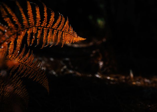 Dry fern leaves in dark forest