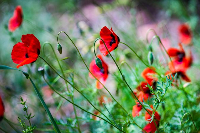 Vivid red poppy flowers