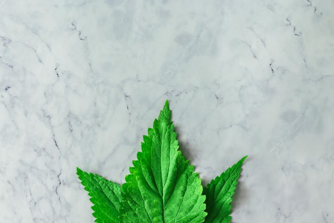 Nettle leaves arranged on marble background