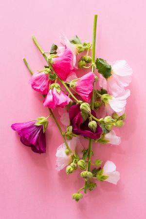 Pink flowers in a pink background