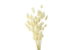 Bouquet of dried willows in blank studio shoot