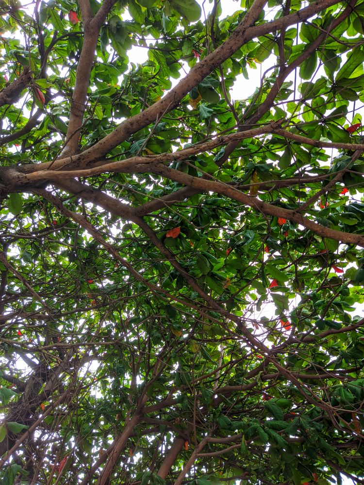 Nature green tree