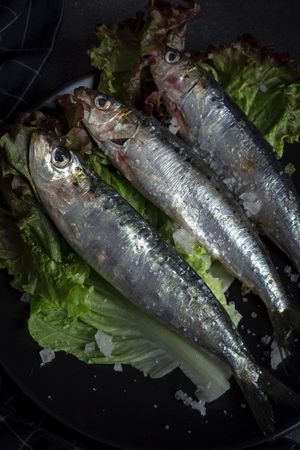Homemade salted sardines on greens on plate