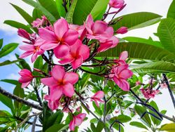Kamboja Bali Merah or Plumeria Rubra Flower, blooming