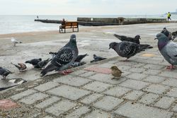 Many pigeons near the sea, on the shore