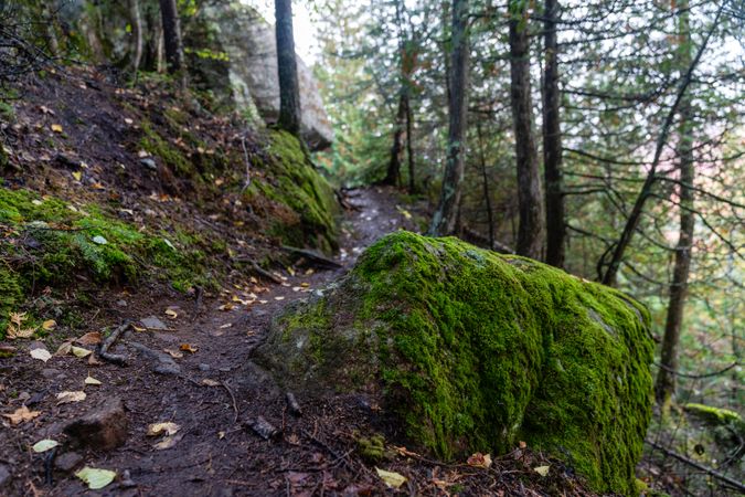 Mossy rock in forest