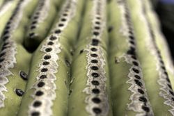 Saguaro cactus closeup in Tucson, Arizona