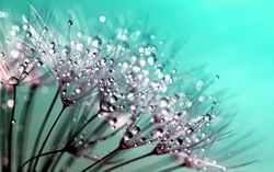 Dewdrops over dandelions