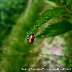 Ladybug on a leaf 4979n0