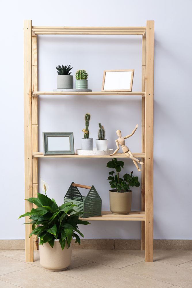 Cozy hobby - growing indoor plants at home