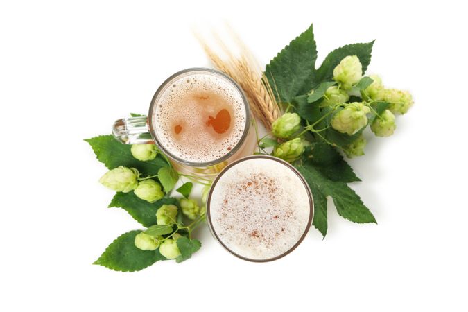 Beer and green hop isolated on light background