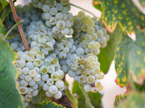 Vineyard with Lush, Ripe Wine Grapes on the Vine Ready for Harvest