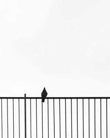 Grayscale photo of bird perching on rail