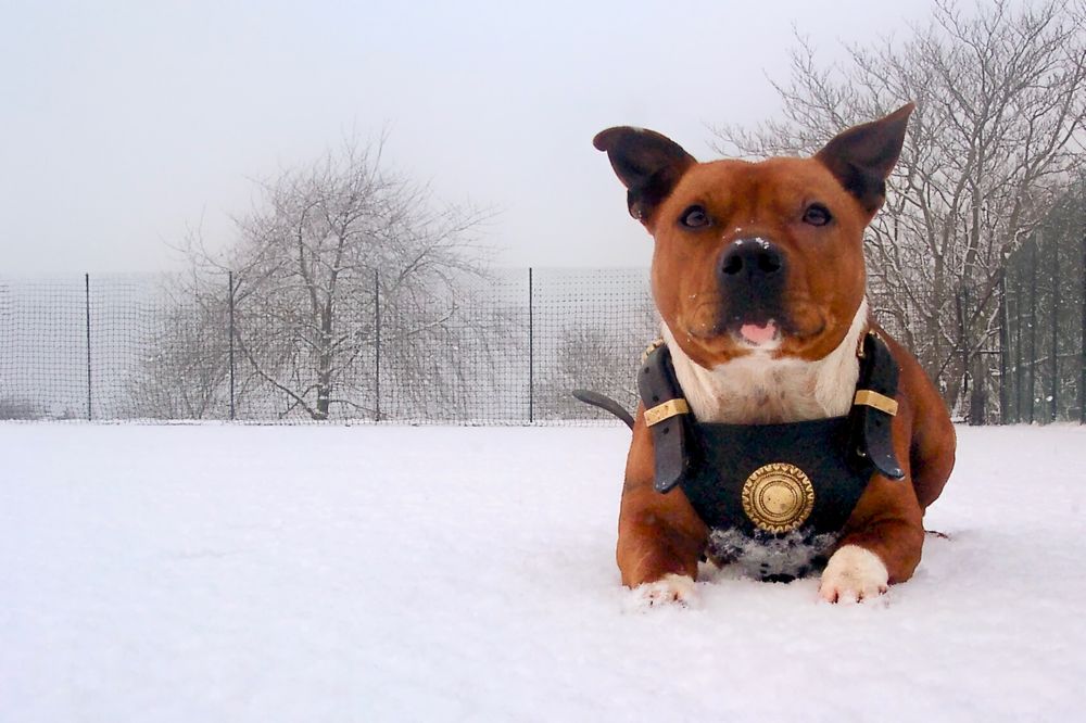 Dog wearing leather harness lying in snow on hill-top