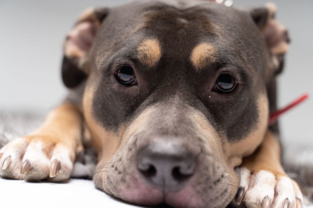Close up of pitbull looking at camera