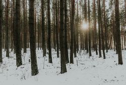 Winter forest at sunrise