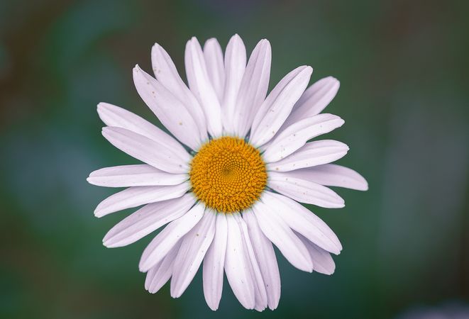 Top view of daisy on green foliage background