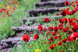 Close up of red poppy flowers next to steps in a meadow