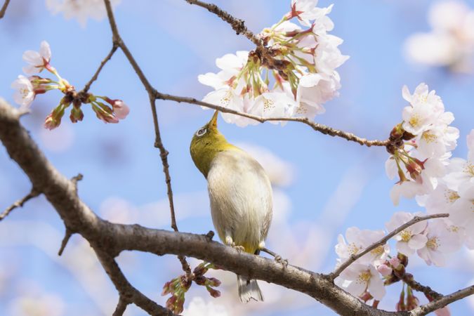Yellow bird in cherry blossom tree