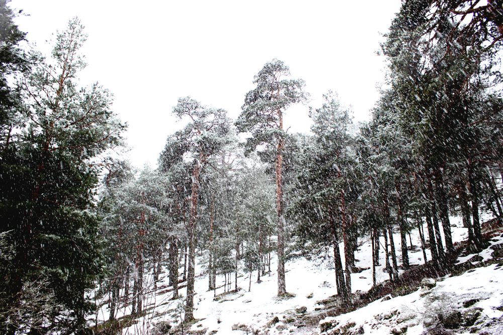 Snowy path in conifer forest