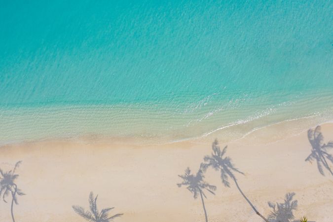 Aerial shot of palm tree shadows on a tropical beach