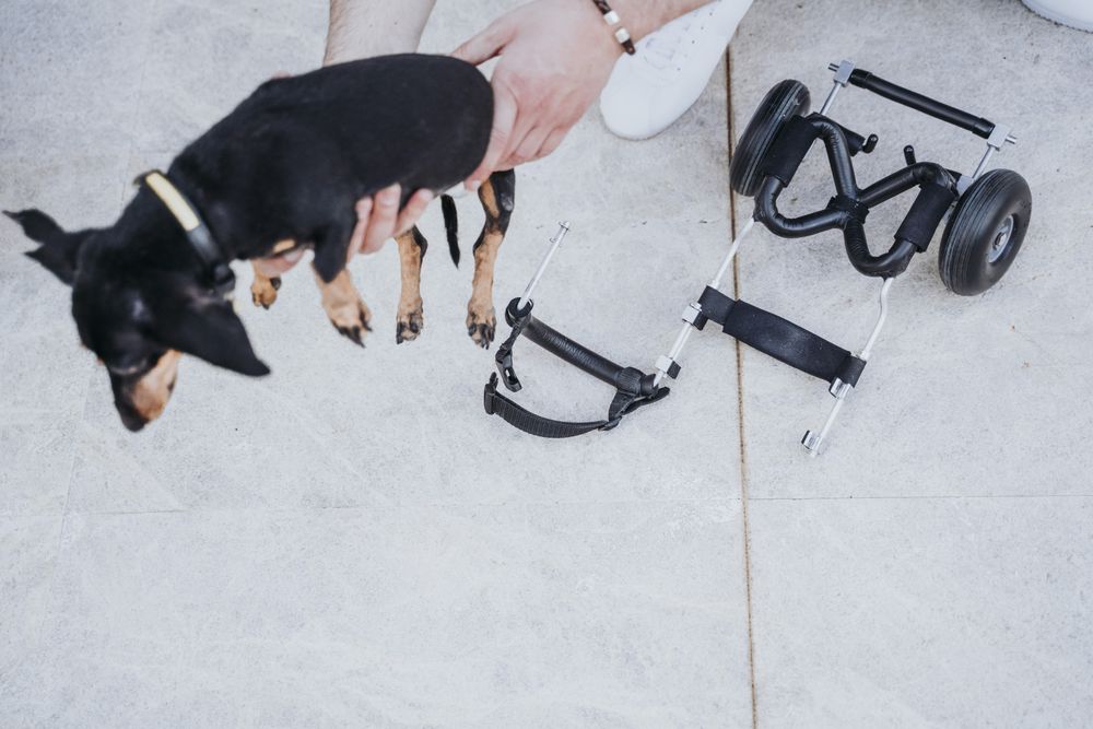 Man fixing wheelchair on dog