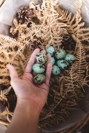 Hand holding quail Easter eggs near plants in hamper