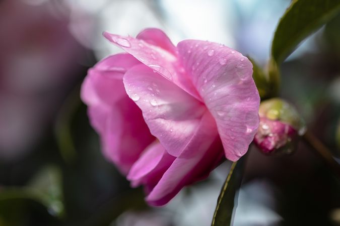 Side view of pink flower surrounded by lush green leaves